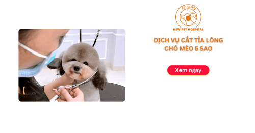 Dịch Vụ Cắt Tỉa Lông Chó Mèo 5 Sao Tại New Pet Hospital